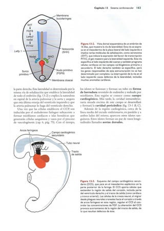 Langman.embriologia.medica.12ª
