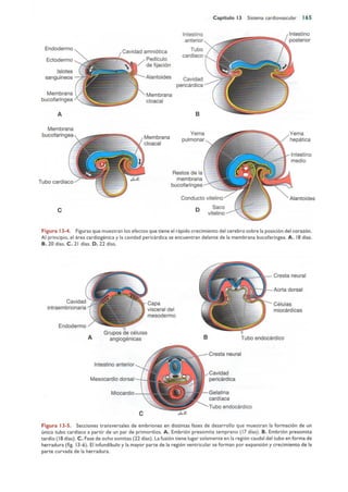 Langman.embriologia.medica.12ª