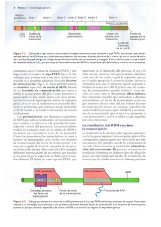 Langman.embriologia.medica.12ª