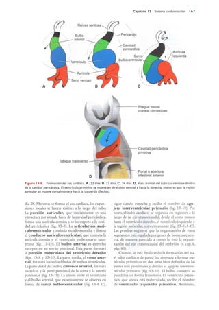 Langman.embriologia.medica.12ª