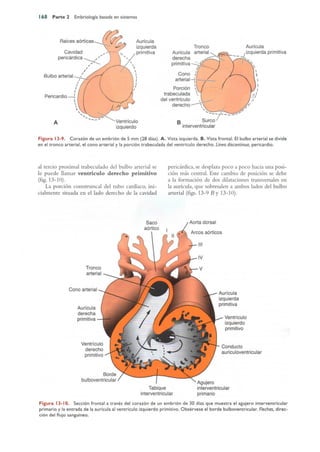 Langman.embriologia.medica.12ª