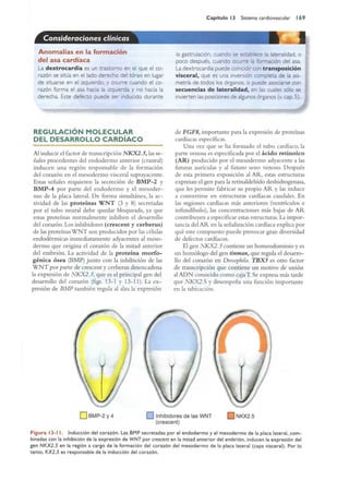 Langman.embriologia.medica.12ª