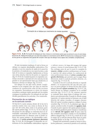 Langman.embriologia.medica.12ª