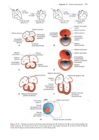 Langman.embriologia.medica.12ª