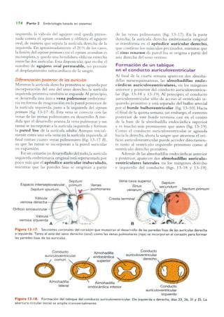 Langman.embriologia.medica.12ª