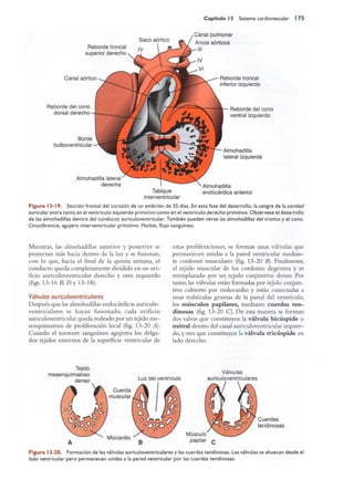 Langman.embriologia.medica.12ª