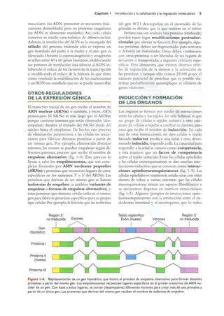 Langman.embriologia.medica.12ª
