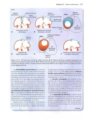 Langman.embriologia.medica.12ª