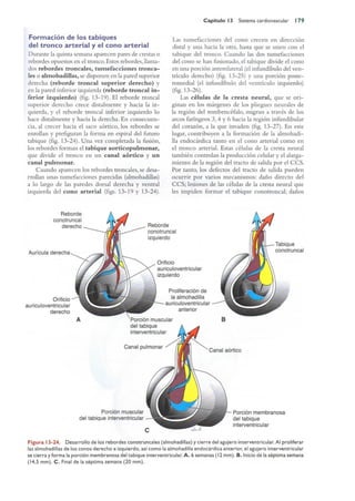 Langman.embriologia.medica.12ª