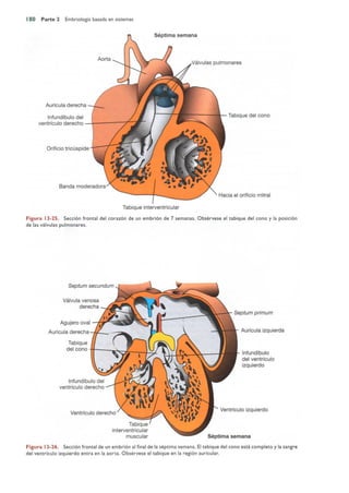Langman.embriologia.medica.12ª