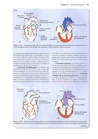 Langman.embriologia.medica.12ª