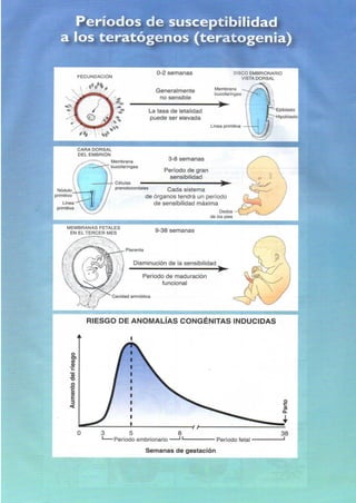 Langman.embriologia.medica.12ª
