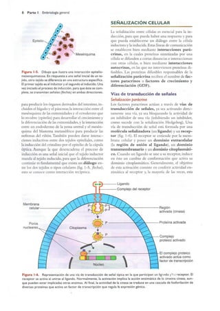 Langman.embriologia.medica.12ª