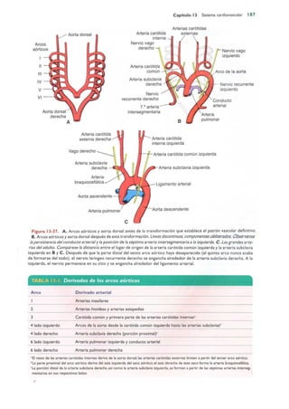 Langman.embriologia.medica.12ª