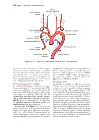 Langman.embriologia.medica.12ª
