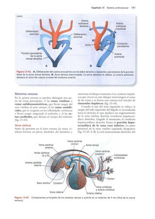 Langman.embriologia.medica.12ª