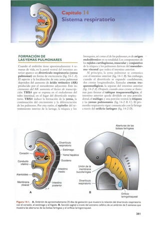 Langman.embriologia.medica.12ª