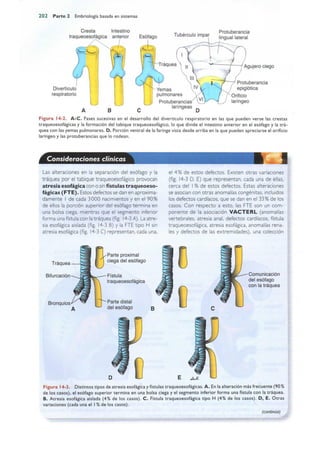 Langman.embriologia.medica.12ª