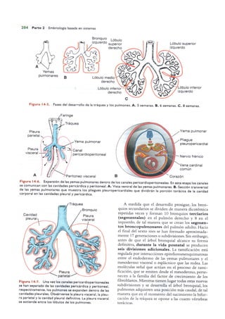 Langman.embriologia.medica.12ª