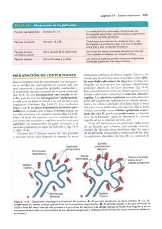 Langman.embriologia.medica.12ª
