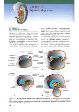 Langman.embriologia.medica.12ª