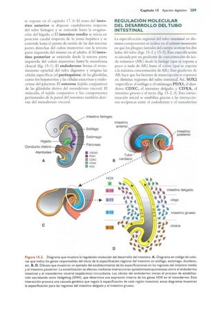 Langman.embriologia.medica.12ª