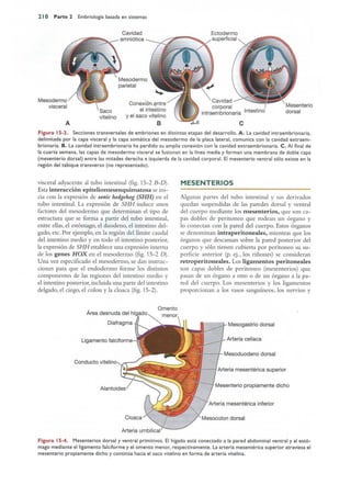 Langman.embriologia.medica.12ª