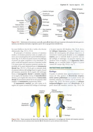 Langman.embriologia.medica.12ª