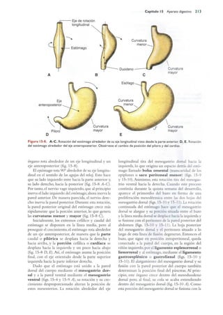 Langman.embriologia.medica.12ª