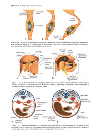 Langman.embriologia.medica.12ª
