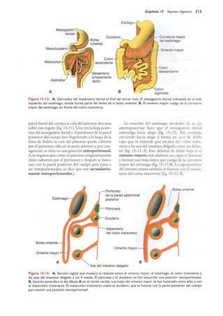 Langman.embriologia.medica.12ª