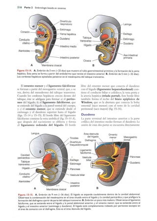 Langman.embriologia.medica.12ª