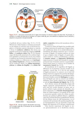 Langman.embriologia.medica.12ª