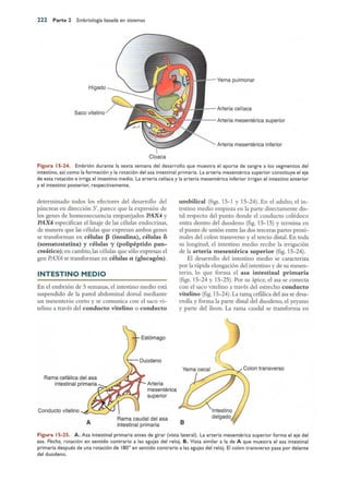 Langman.embriologia.medica.12ª