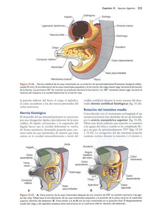 Langman.embriologia.medica.12ª