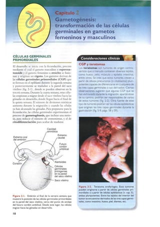 Langman.embriologia.medica.12ª