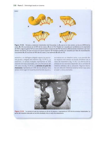 Langman.embriologia.medica.12ª