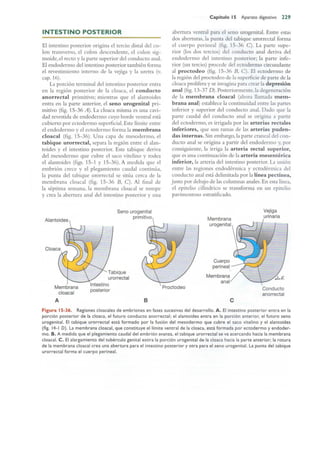 Langman.embriologia.medica.12ª