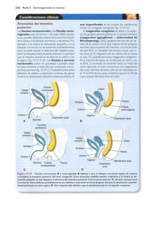 Langman.embriologia.medica.12ª