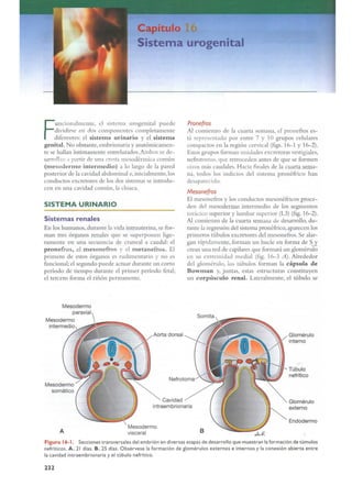 Langman.embriologia.medica.12ª
