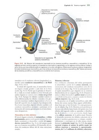 Langman.embriologia.medica.12ª