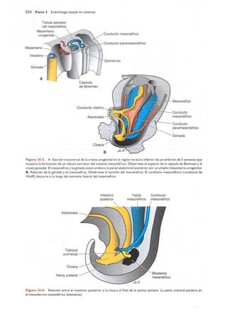 Langman.embriologia.medica.12ª
