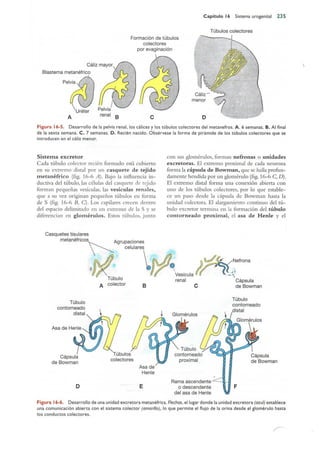 Langman.embriologia.medica.12ª