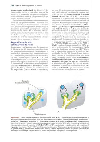 Langman.embriologia.medica.12ª