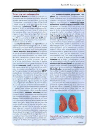 Langman.embriologia.medica.12ª