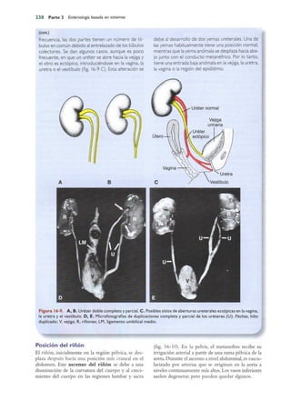 Langman.embriologia.medica.12ª
