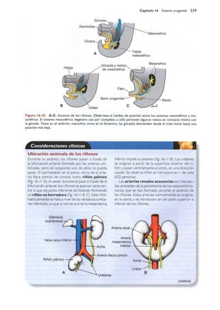Langman.embriologia.medica.12ª