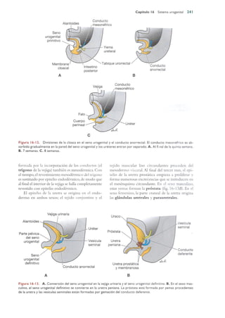 Langman.embriologia.medica.12ª