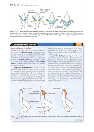 Langman.embriologia.medica.12ª