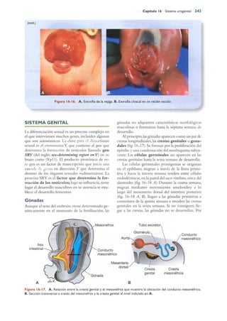 Langman.embriologia.medica.12ª